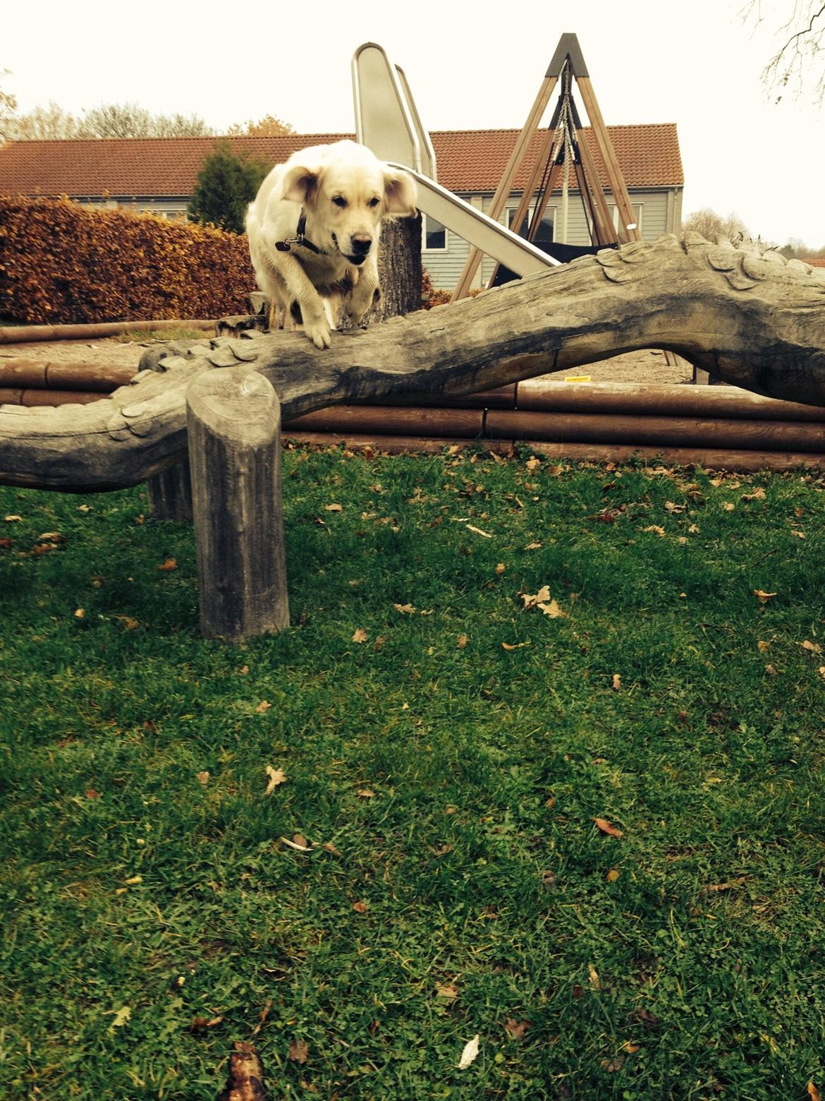 Golden retriever Bertha *Tricksdyret*<33 billede 20