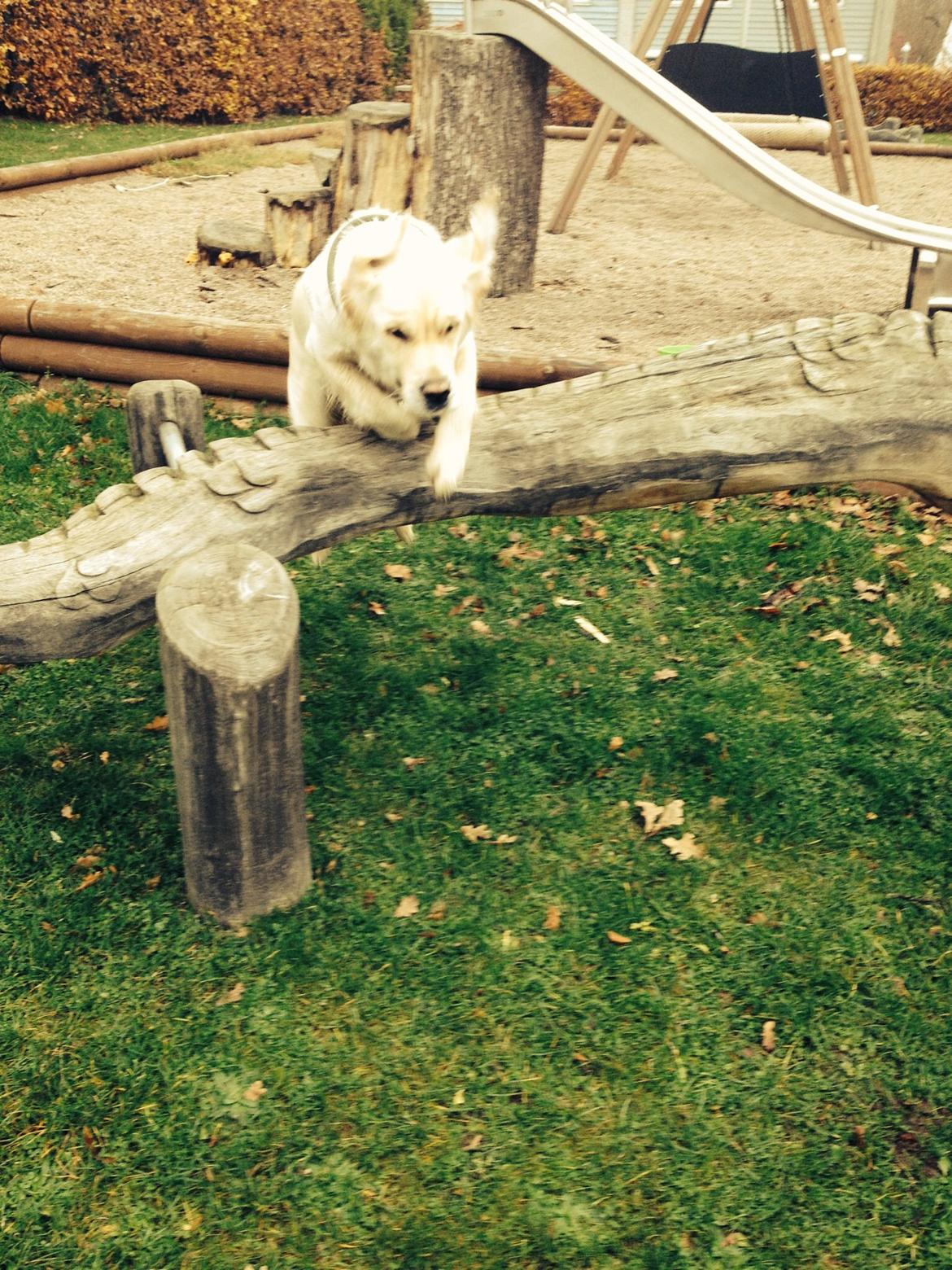 Golden retriever Bertha *Tricksdyret*<33 billede 21