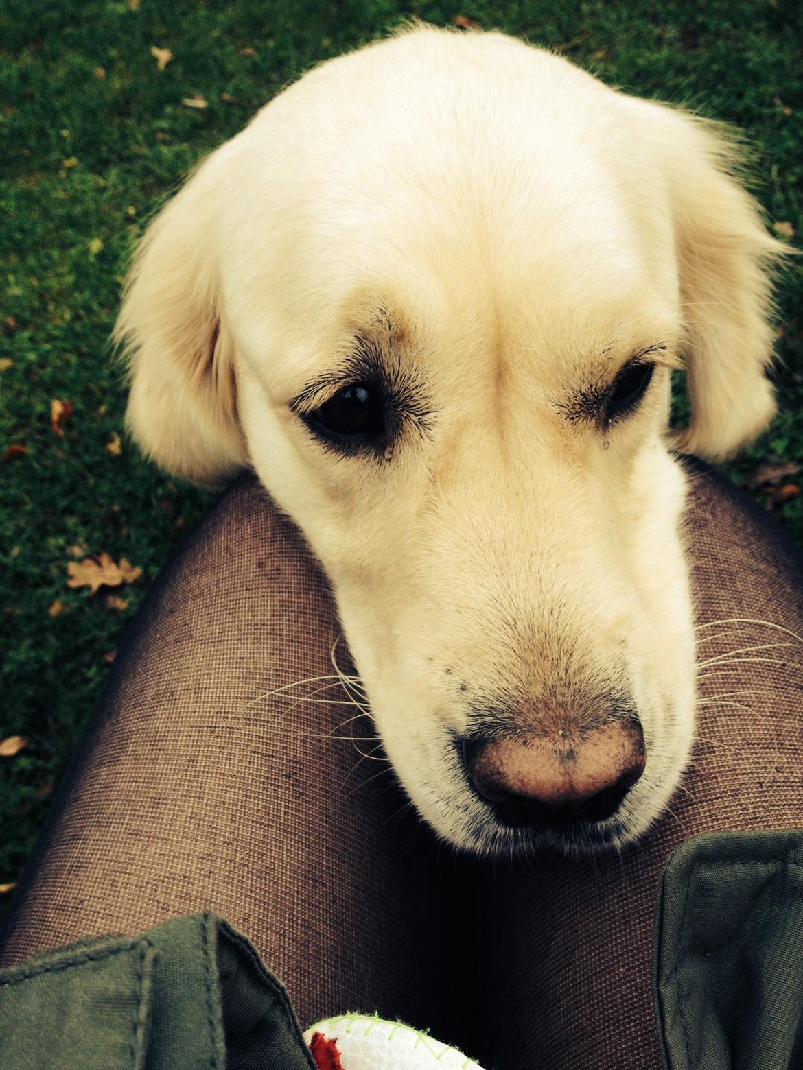 Golden retriever Bertha *Tricksdyret*<33 billede 22