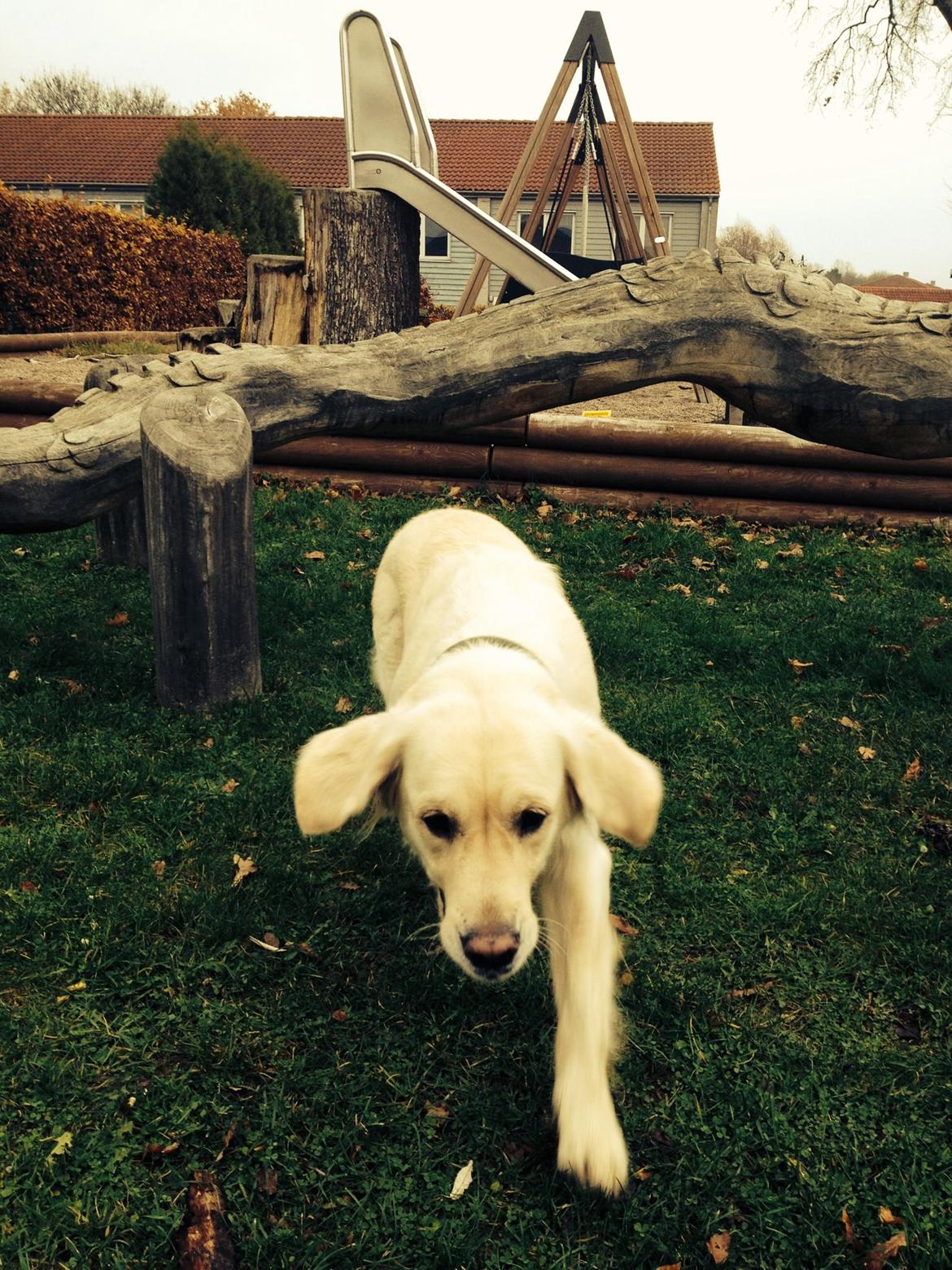 Golden retriever Bertha *Tricksdyret*<33 billede 23