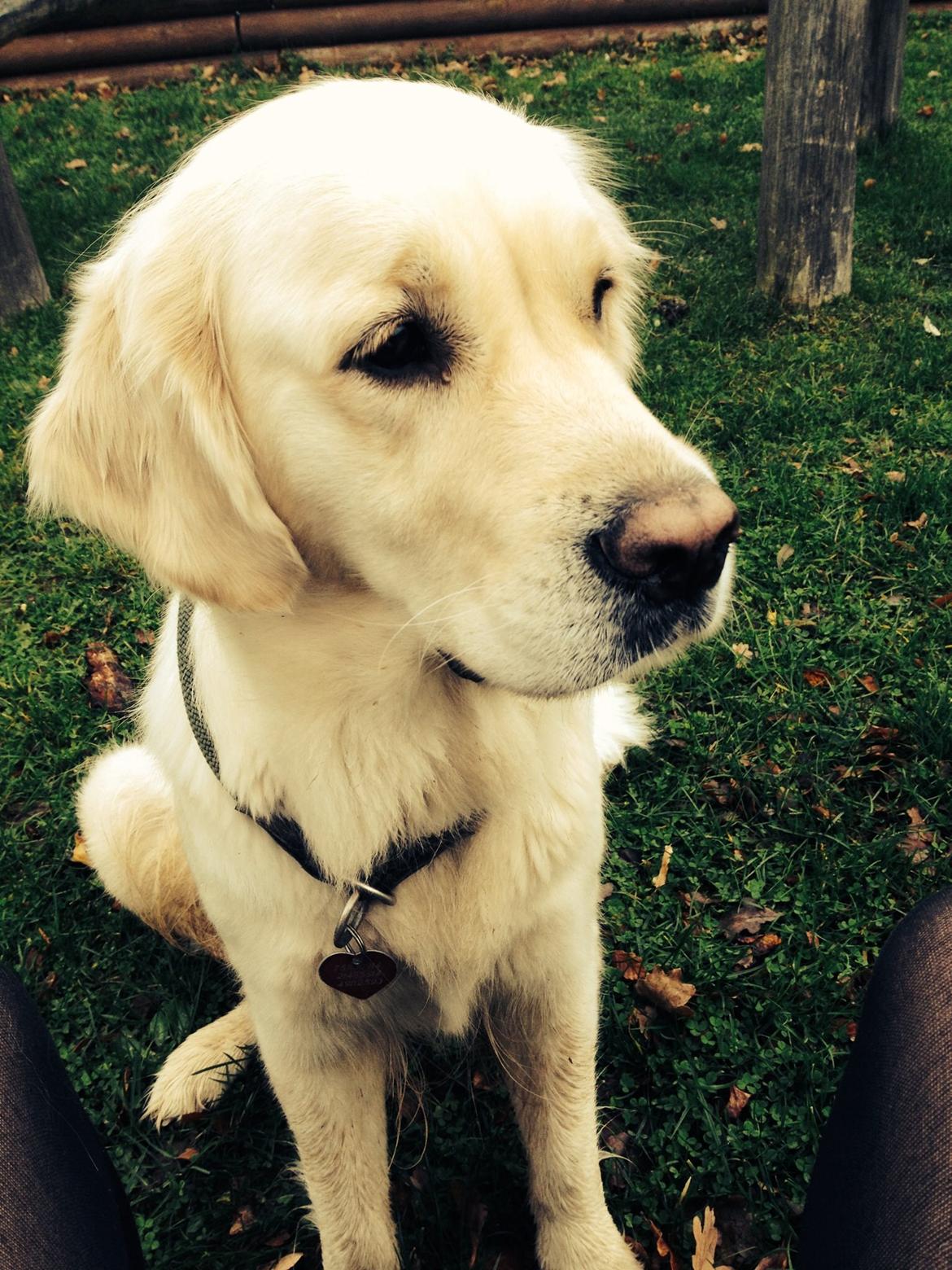 Golden retriever Bertha *Tricksdyret*<33 billede 24