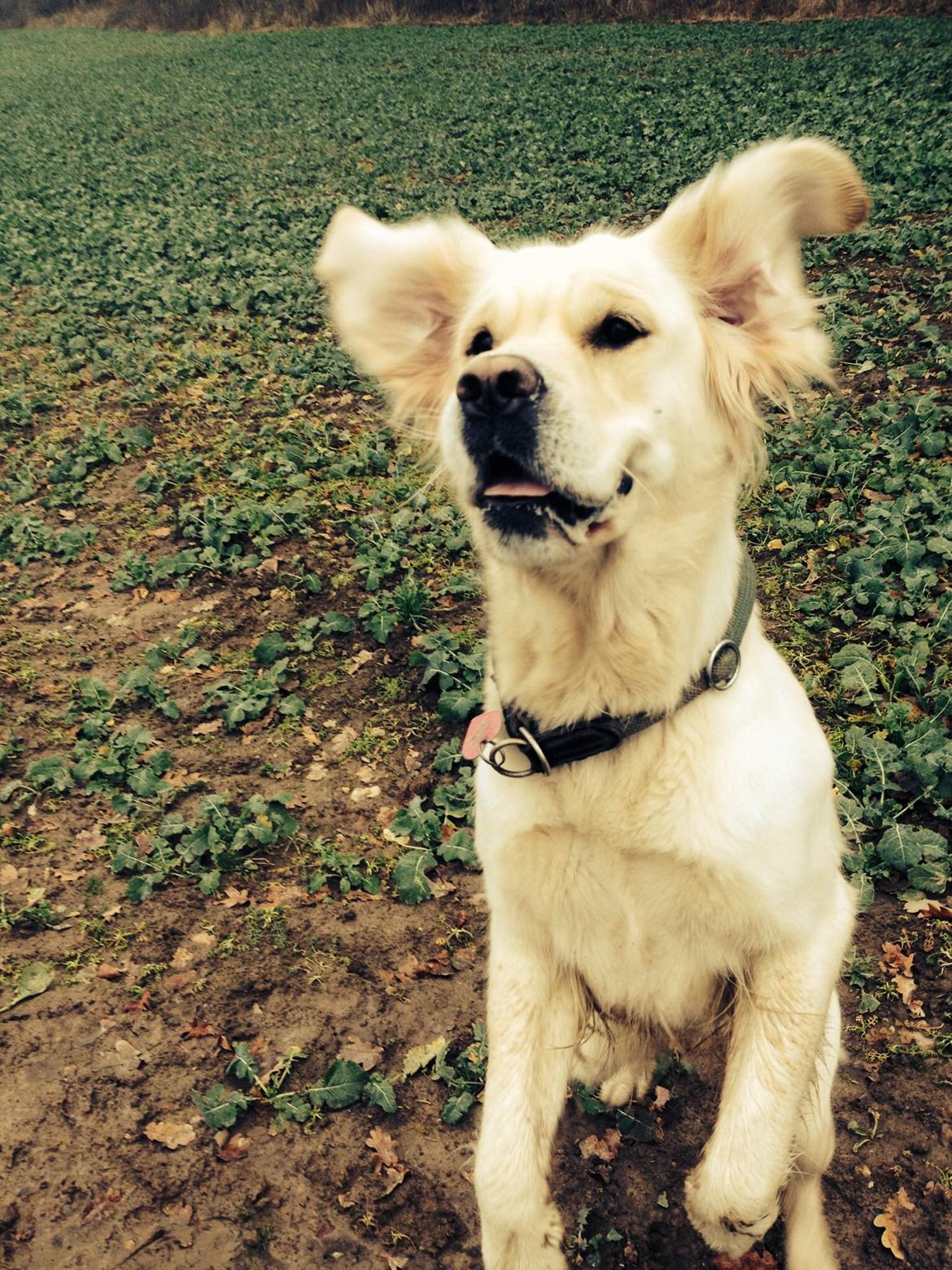 Golden retriever Bertha *Tricksdyret*<33 billede 25