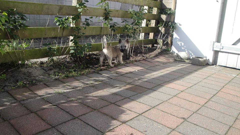 Cairn terrier Bella billede 9