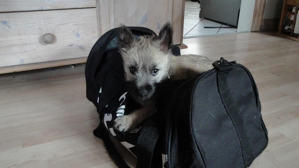 Cairn terrier Bella billede 10