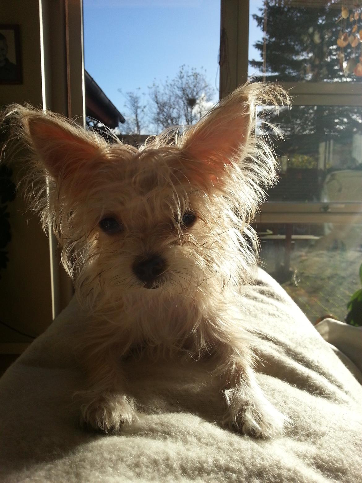 Blanding af racer Maggie - Little miss Sunshie 
 billede 25