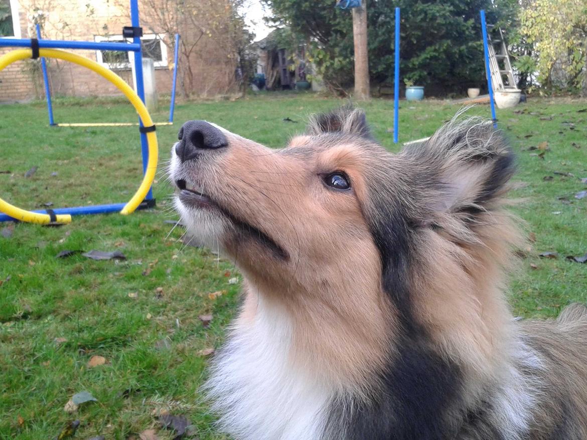 Shetland sheepdog Malik - Man er vel begyndt at ligne en rigtig sheltie ;D billede 7