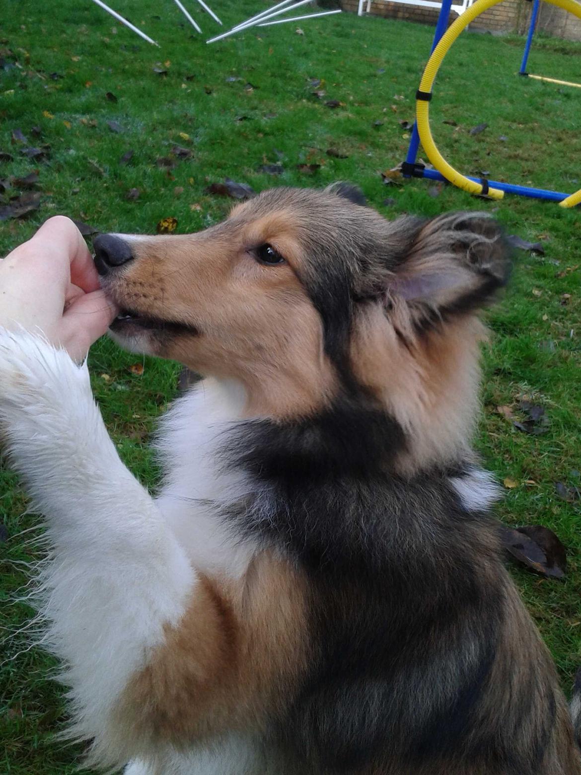 Shetland sheepdog Malik - Mums! Må jeg ikke godt lige få den der godbid? billede 9