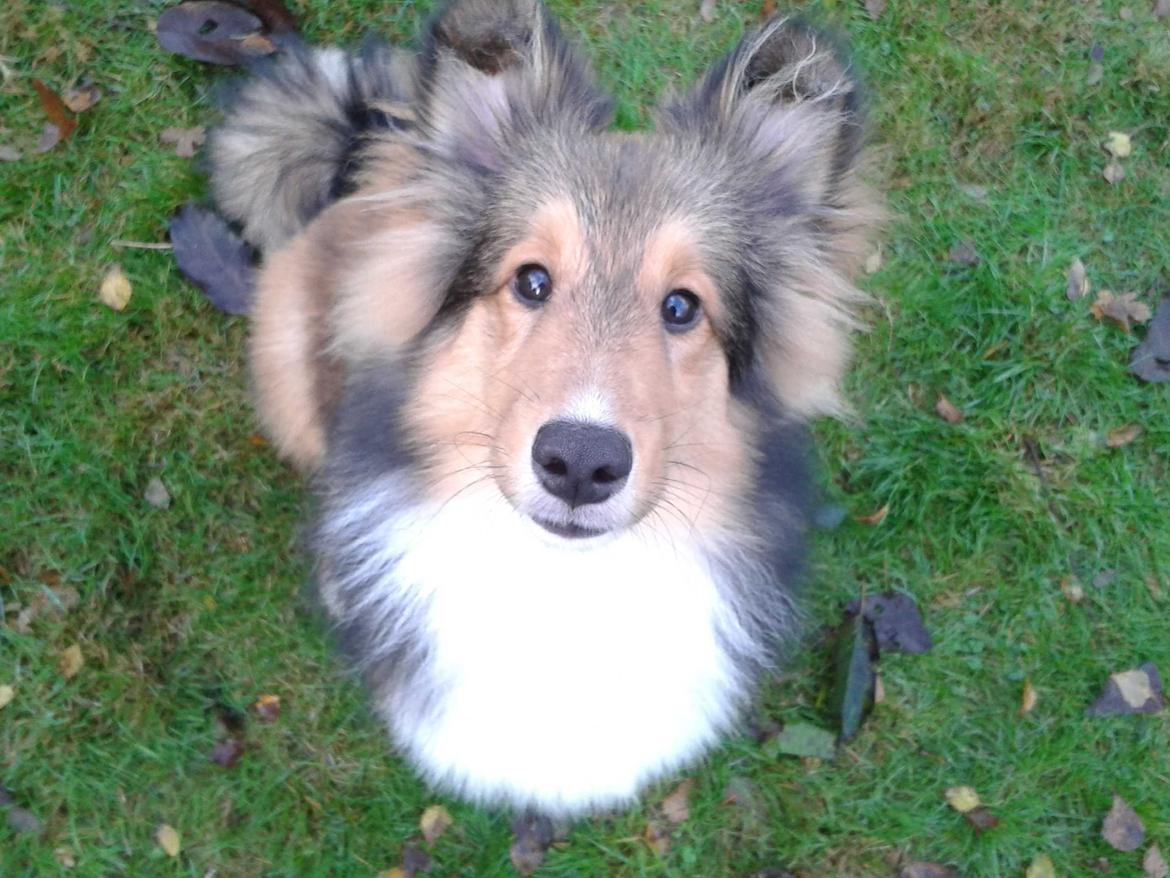 Shetland sheepdog Malik billede 11