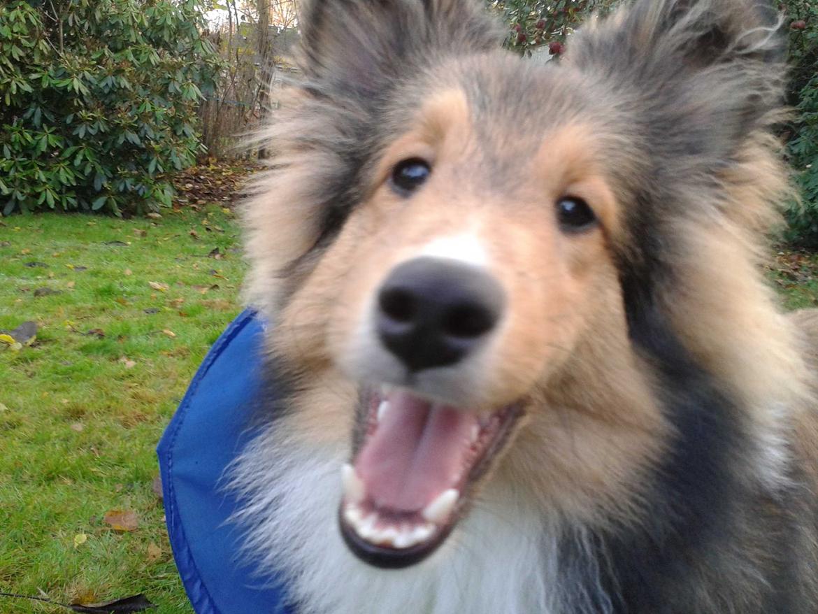 Shetland sheepdog Malik - Jo jo! De nye tænder sidder som de skal! billede 10