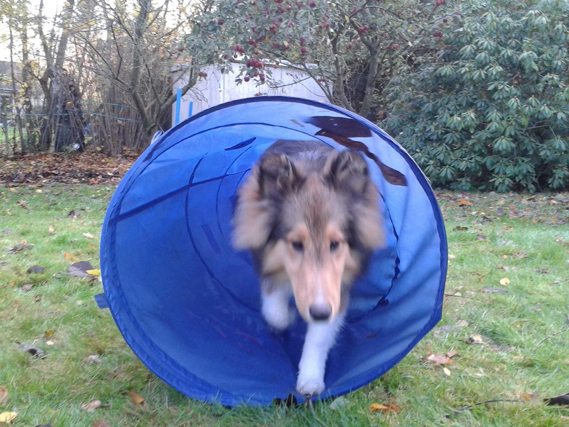 Shetland sheepdog Malik - Bare vent! En dag skal I nok få mig at se til alverdens agilitystævner! ;) billede 8