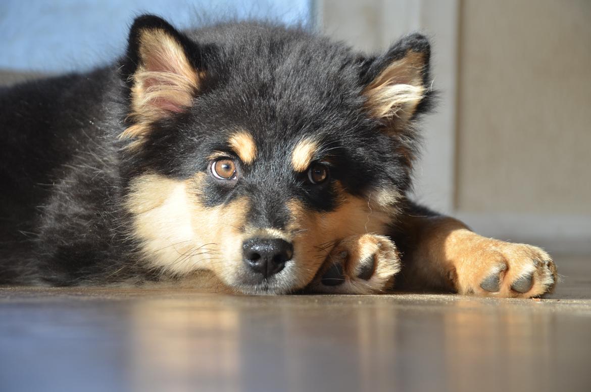 Finsk lapphund Lapinkaunis Ranec - 17 uger :D billede 1