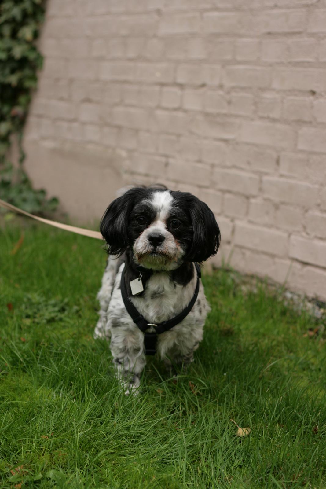 Lhasa apso Kato billede 1