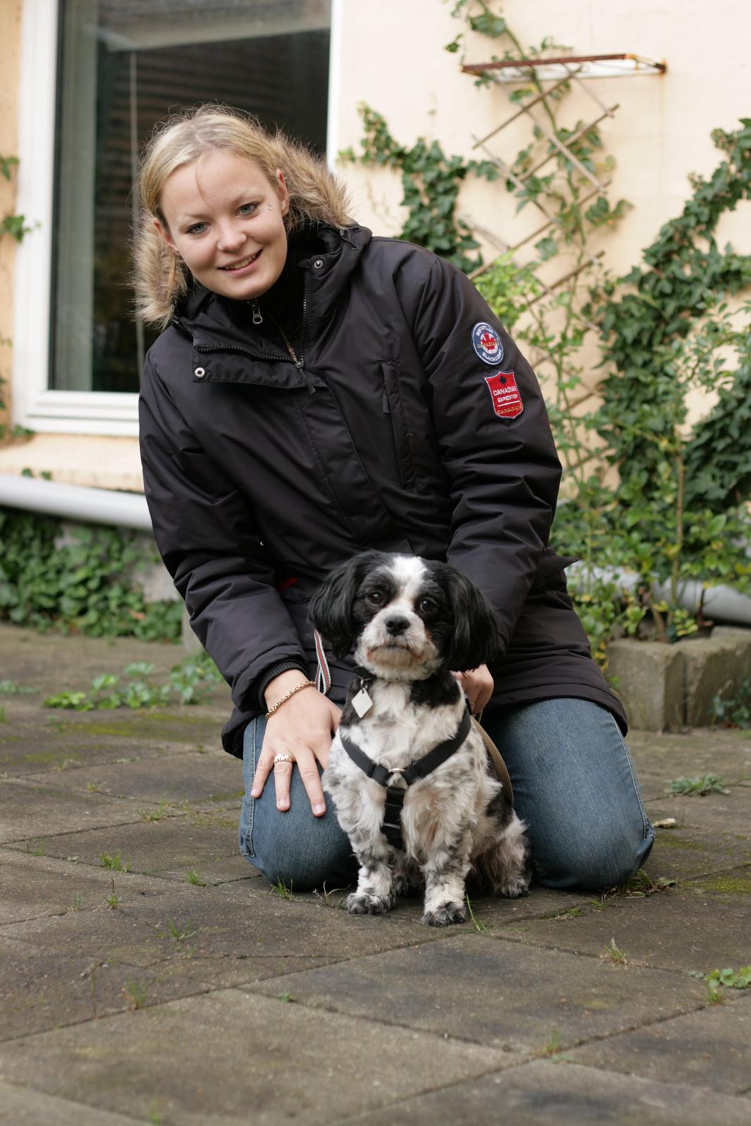 Lhasa apso Kato billede 3