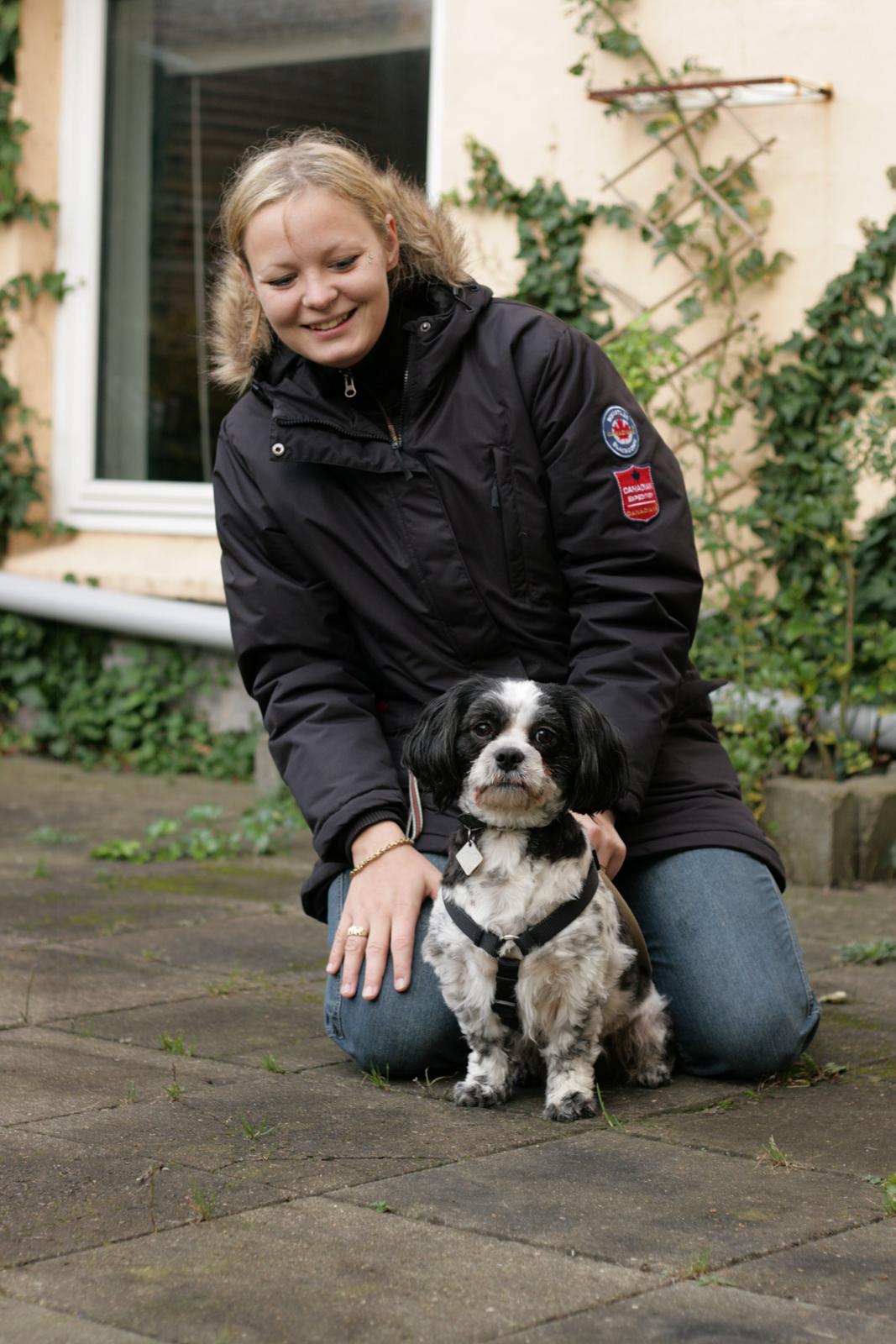 Lhasa apso Kato billede 4