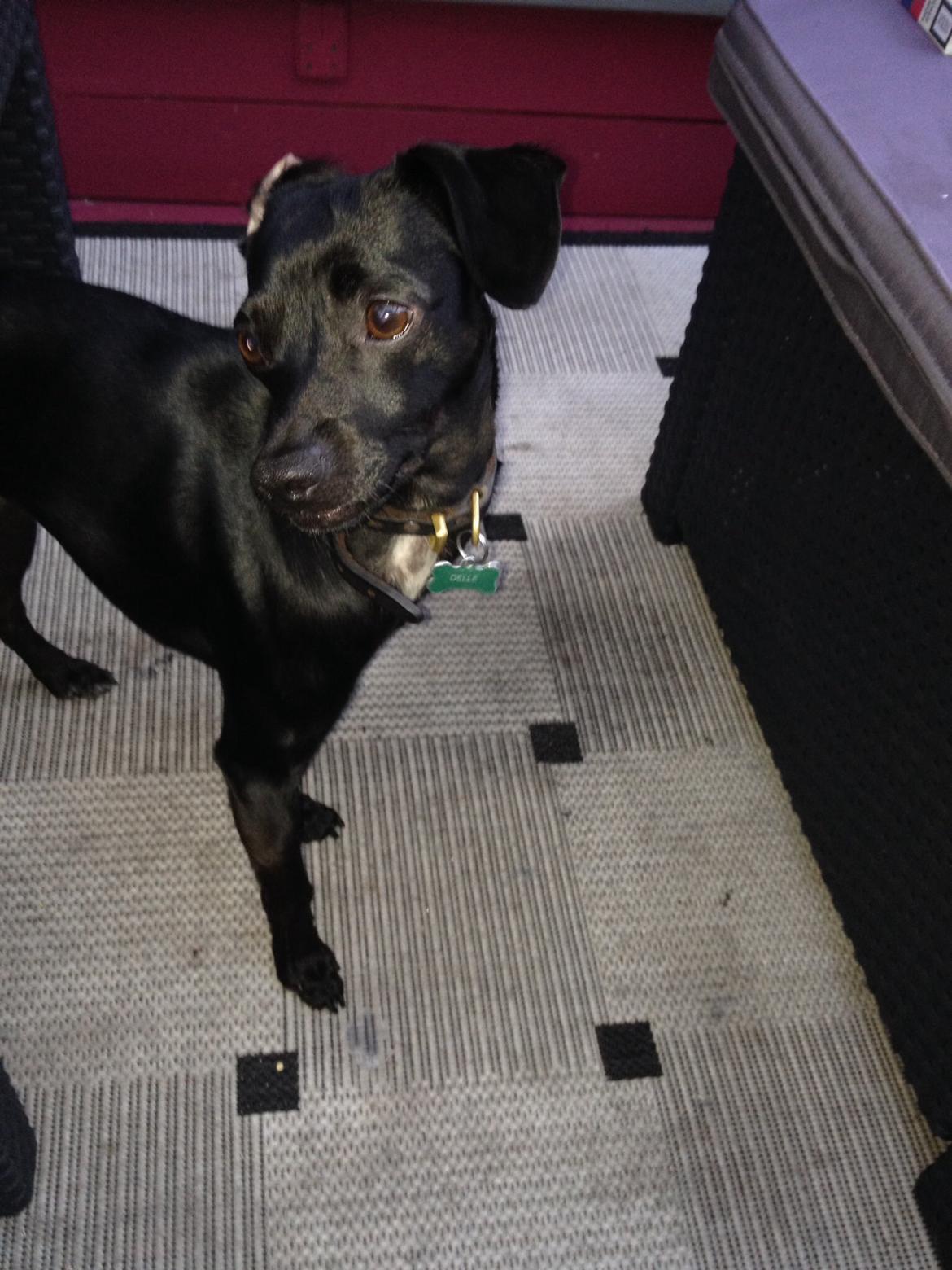 Blanding af racer  Delle billede 10