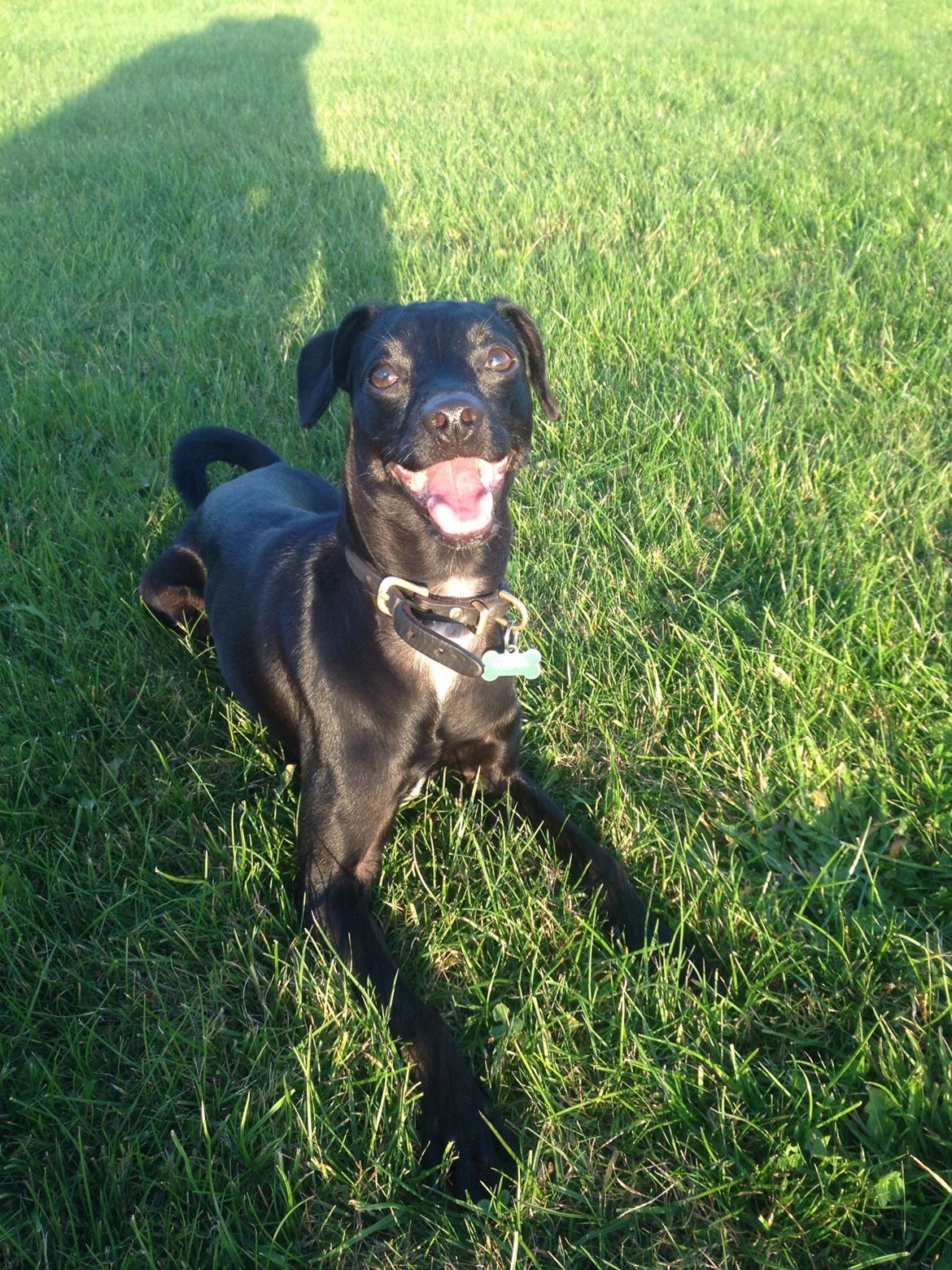 Blanding af racer  Delle billede 11