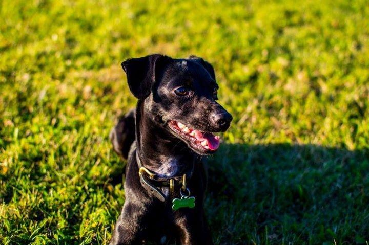 Blanding af racer  Delle billede 12