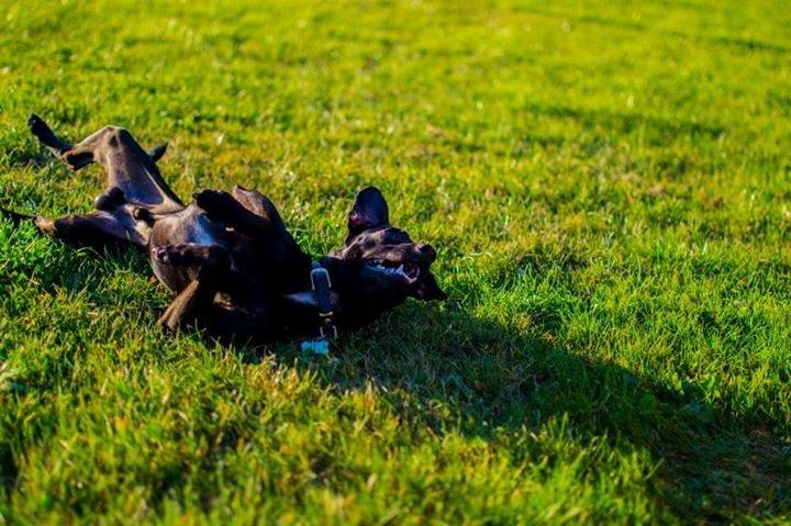 Blanding af racer  Delle billede 13