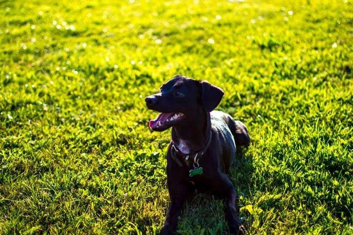 Blanding af racer  Delle billede 14