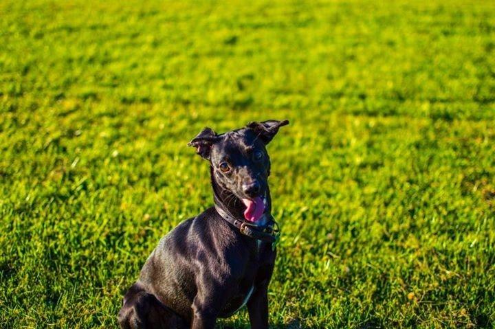 Blanding af racer  Delle billede 15