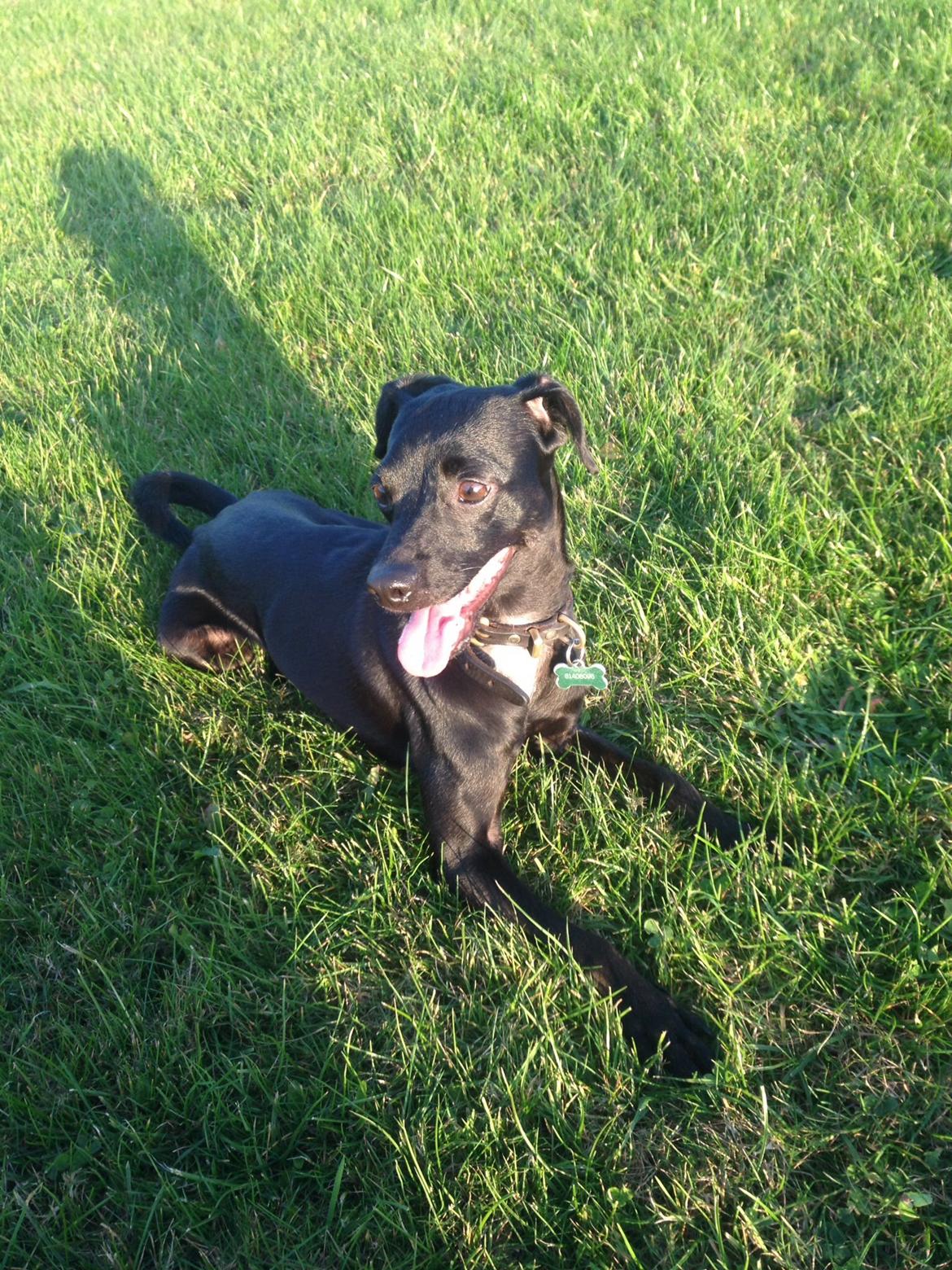 Blanding af racer  Delle billede 16