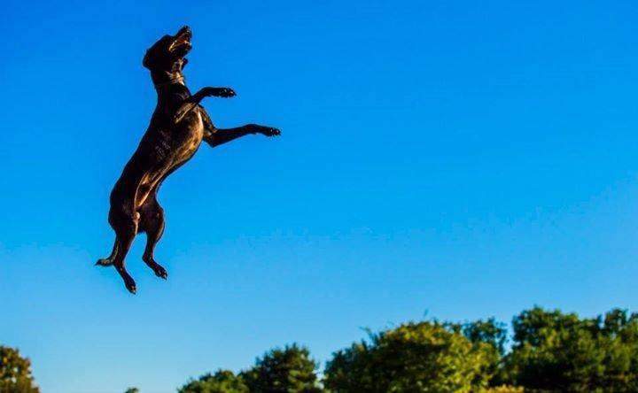 Blanding af racer  Delle billede 17