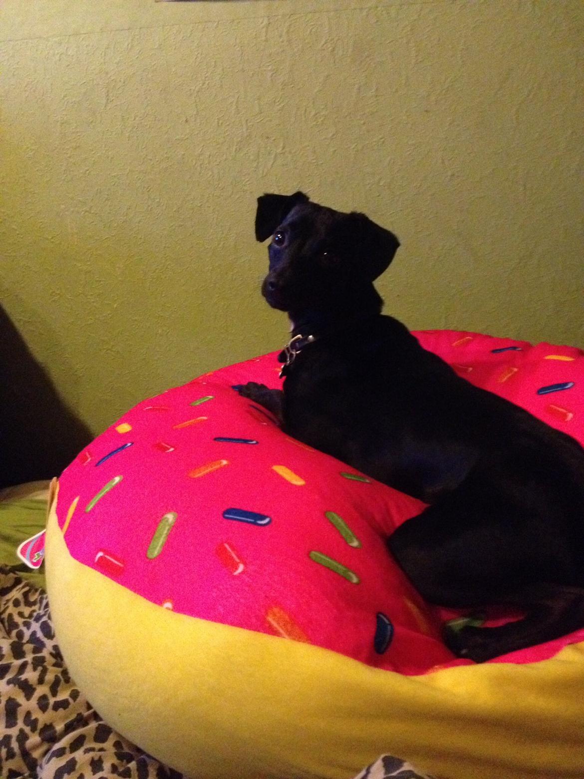 Blanding af racer  Delle billede 18