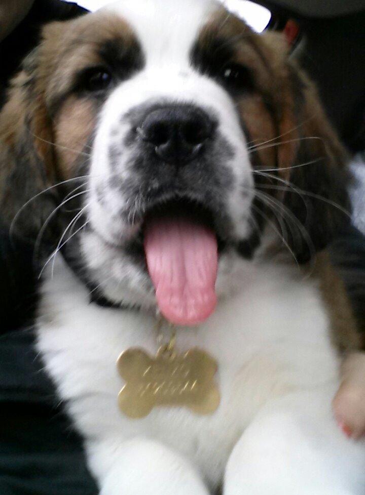 Blanding af racer Kenzo - Lækkermås <3 billede 8