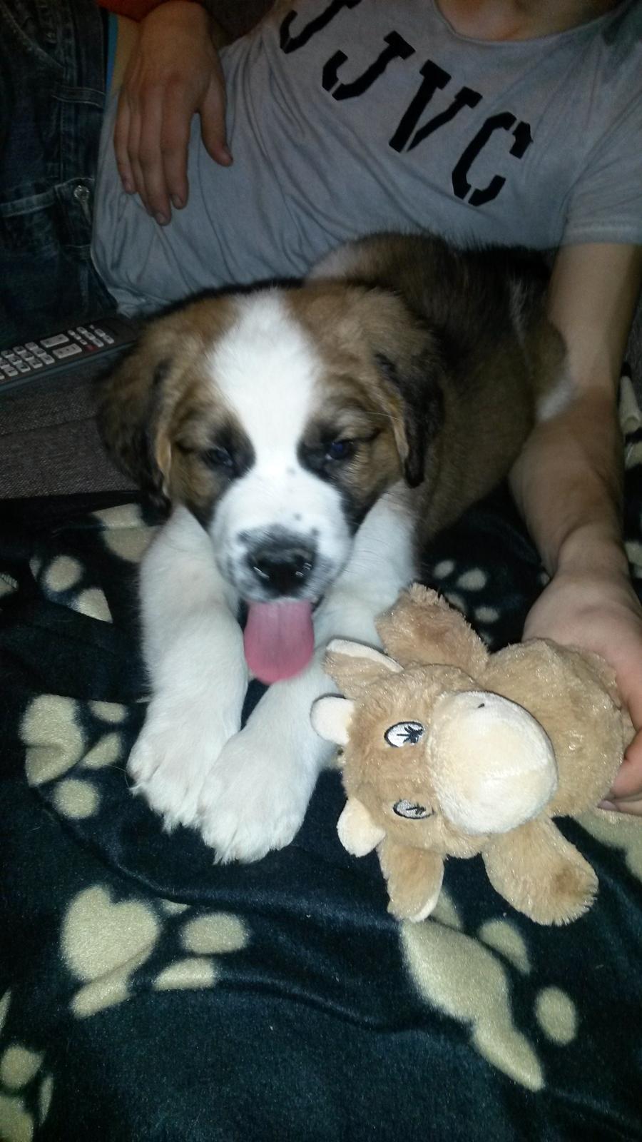 Blanding af racer Kenzo billede 18