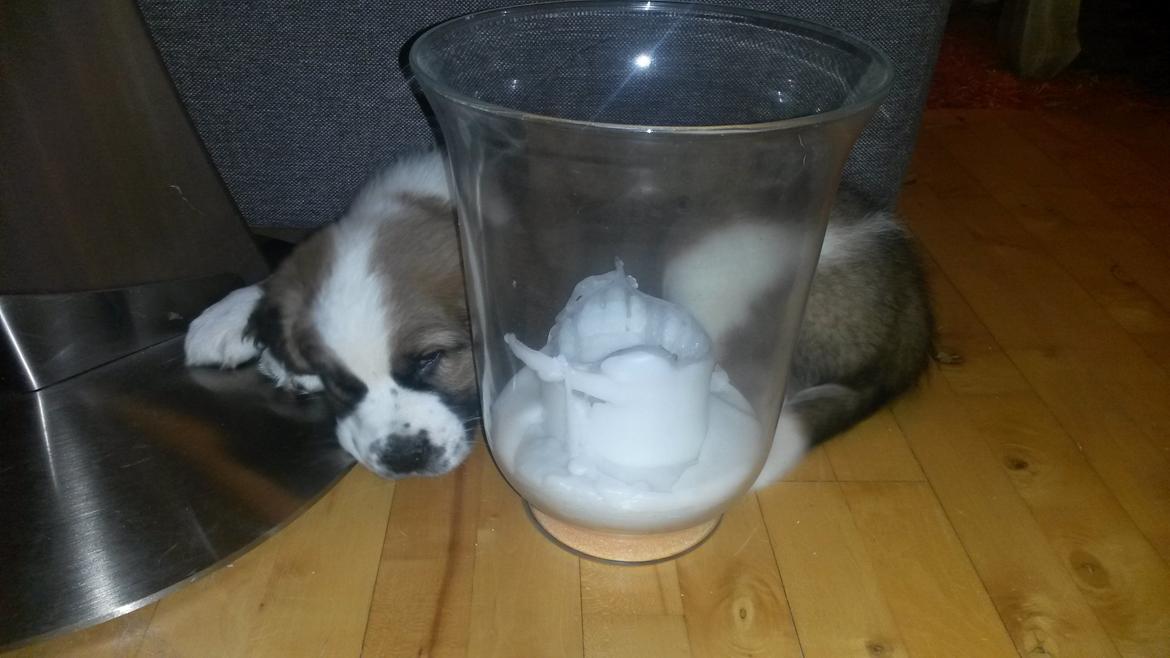 Blanding af racer Kenzo billede 19