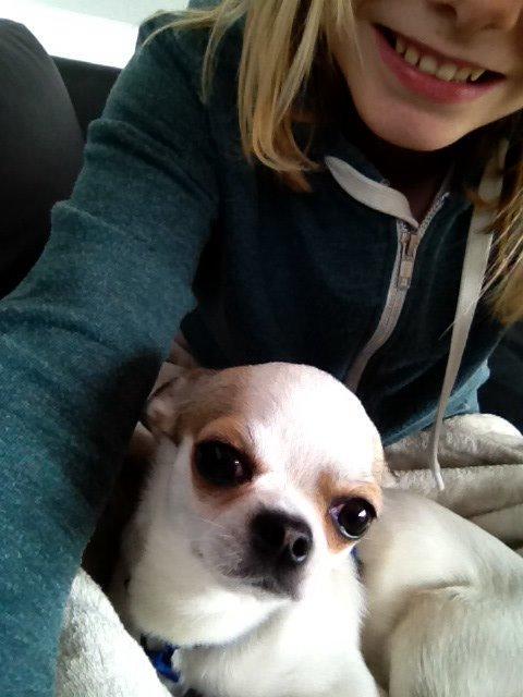 Chihuahua Bubber billede 1