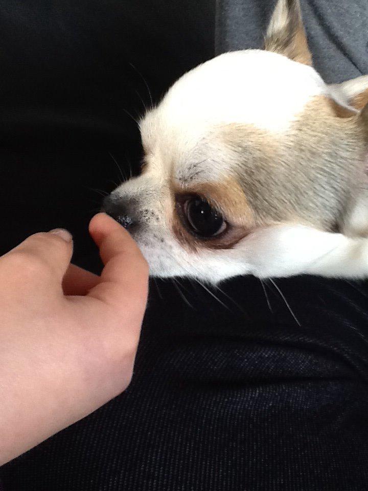 Chihuahua Bubber billede 2