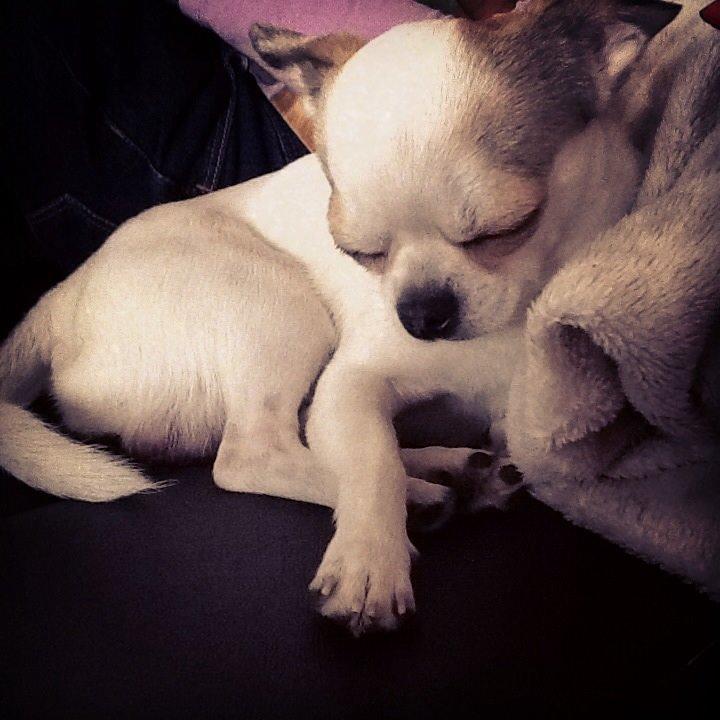 Chihuahua Bubber billede 3