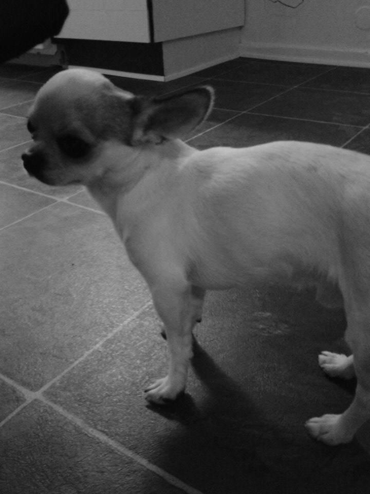 Chihuahua Bubber billede 4