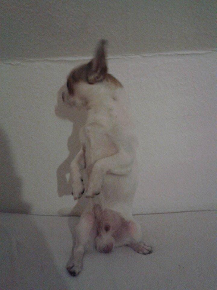 Chihuahua Bubber billede 5