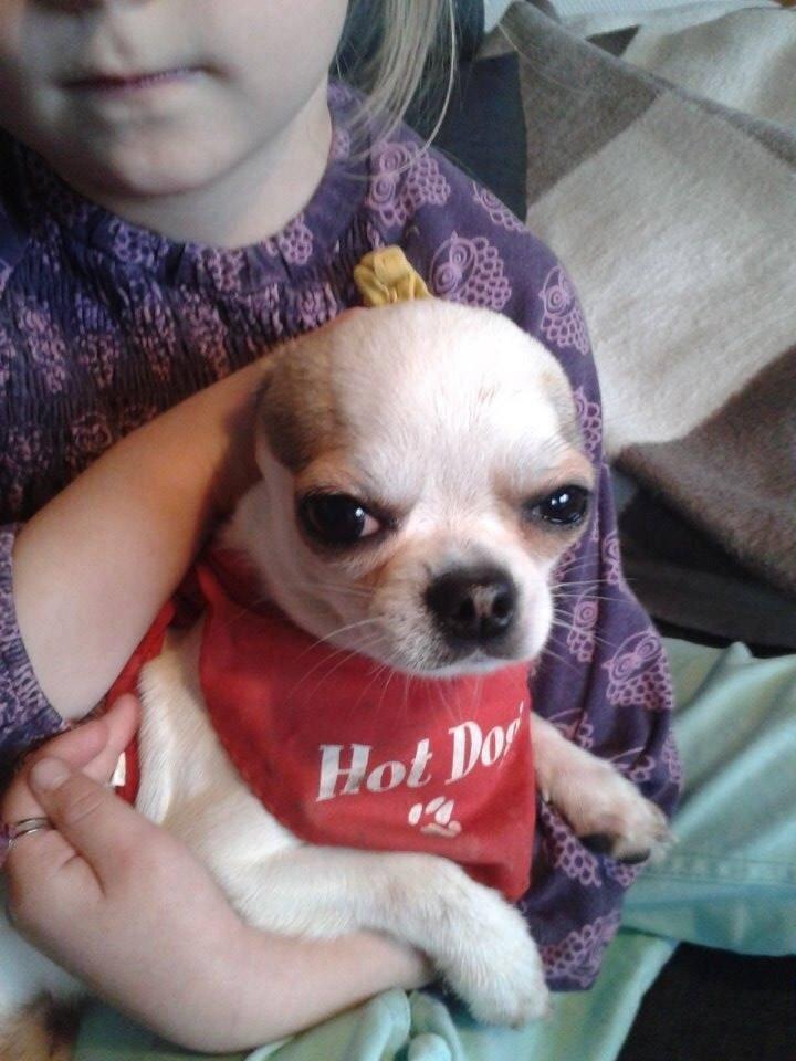 Chihuahua Bubber billede 6