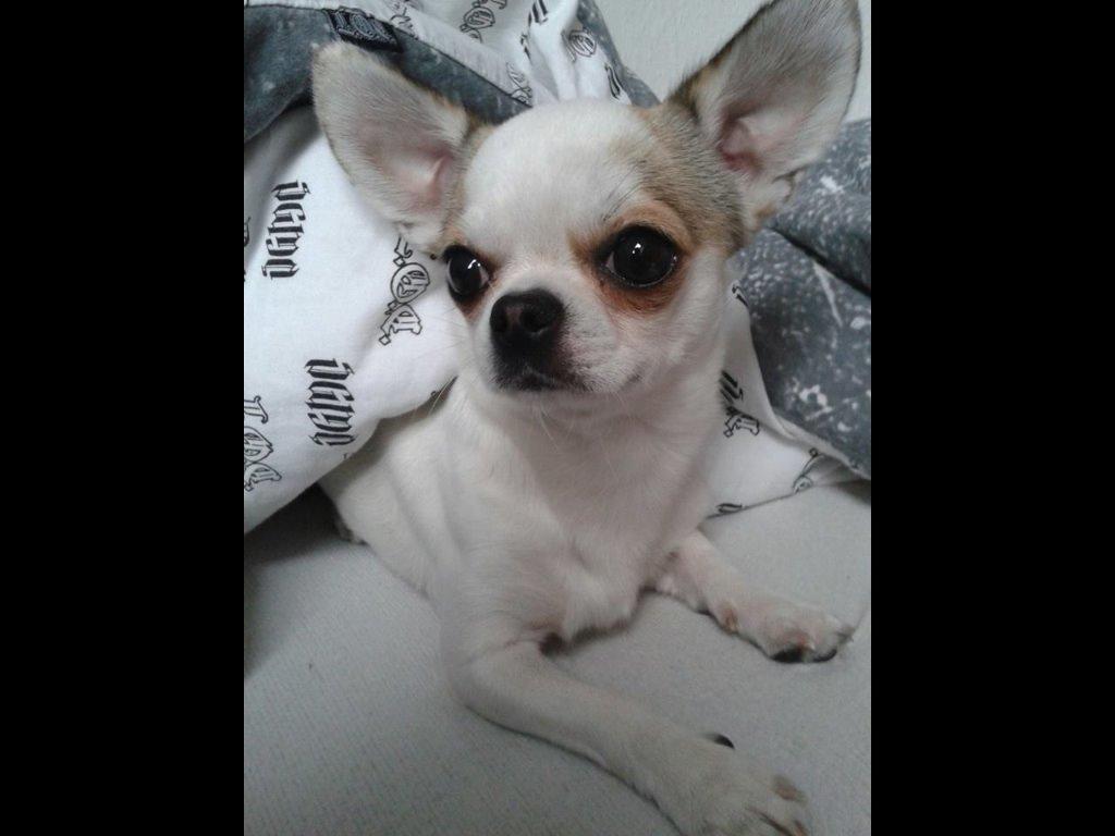 Chihuahua Bubber billede 7