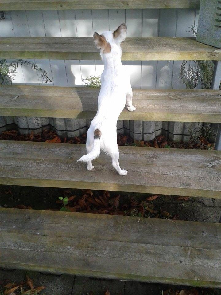 Chihuahua Bubber billede 8