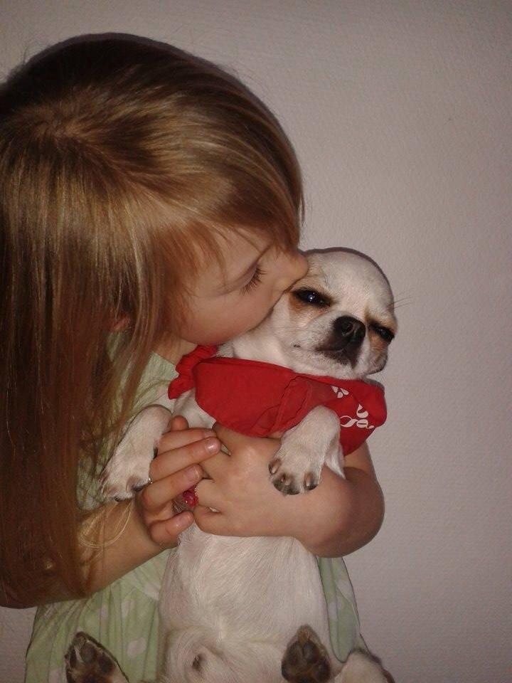 Chihuahua Bubber billede 9