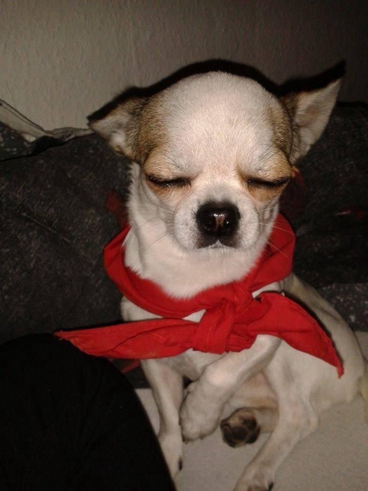 Chihuahua Bubber billede 10