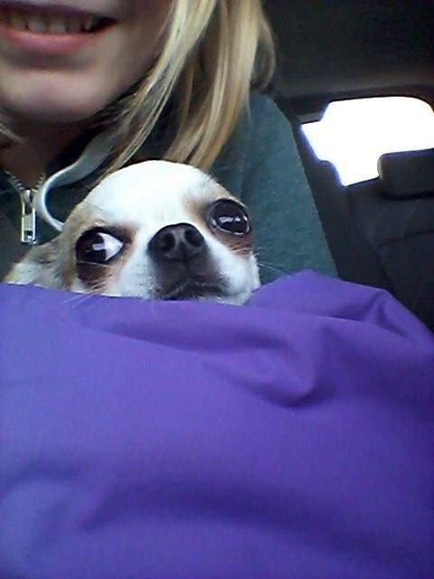 Chihuahua Bubber billede 11