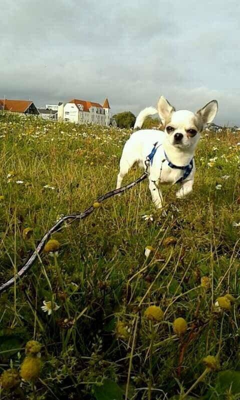 Chihuahua Bubber billede 12