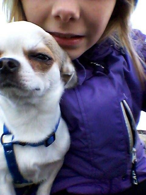 Chihuahua Bubber billede 13