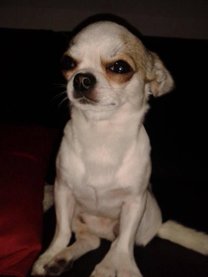 Chihuahua Bubber billede 14