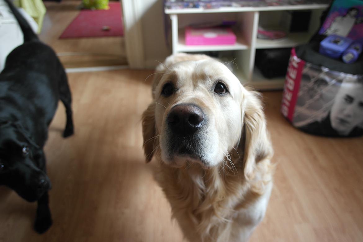 Golden retriever Benny billede 1