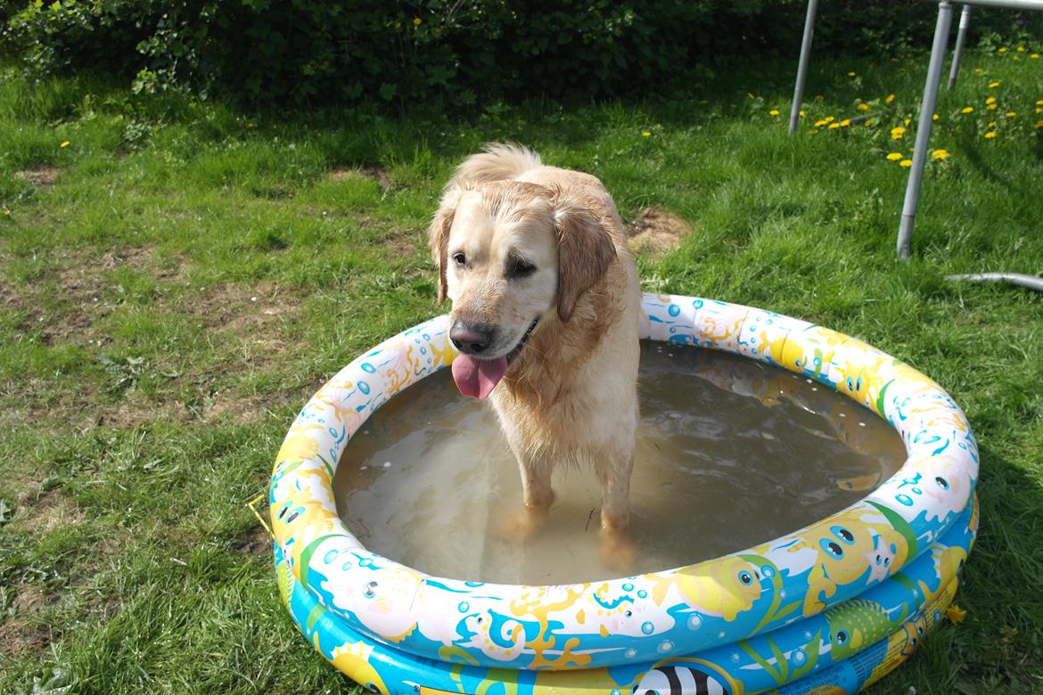 Golden retriever Benny billede 2