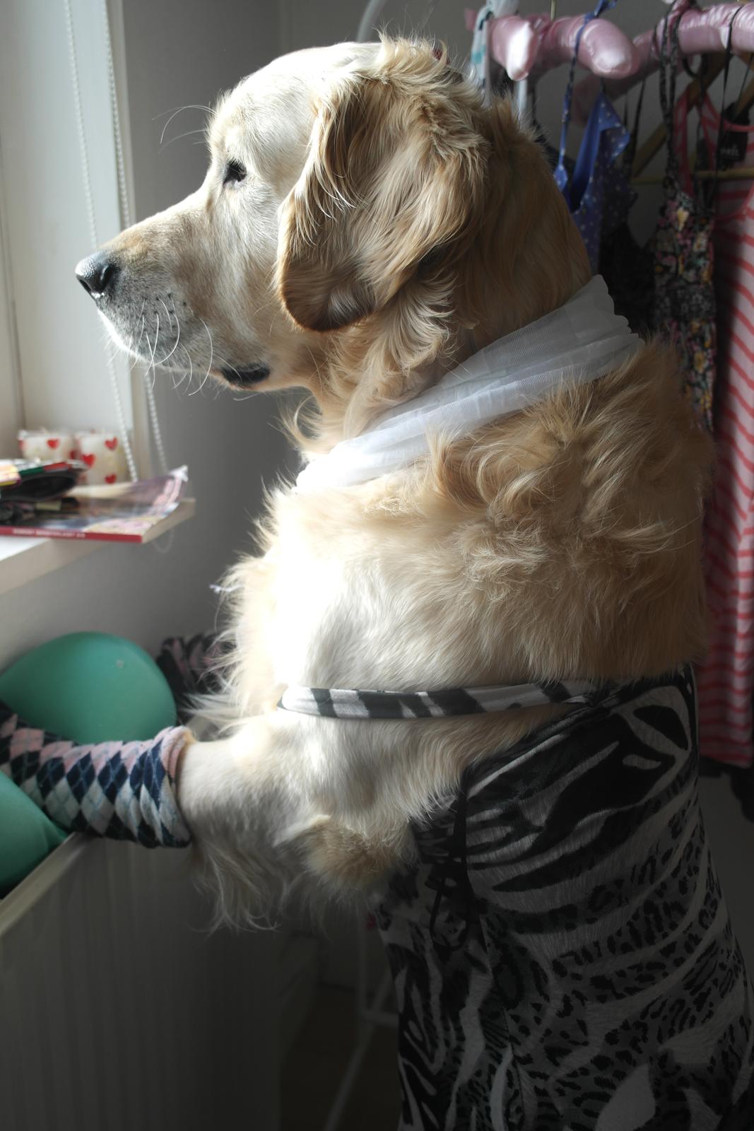 Golden retriever Benny billede 3