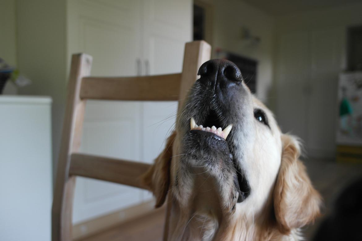 Golden retriever Benny billede 4