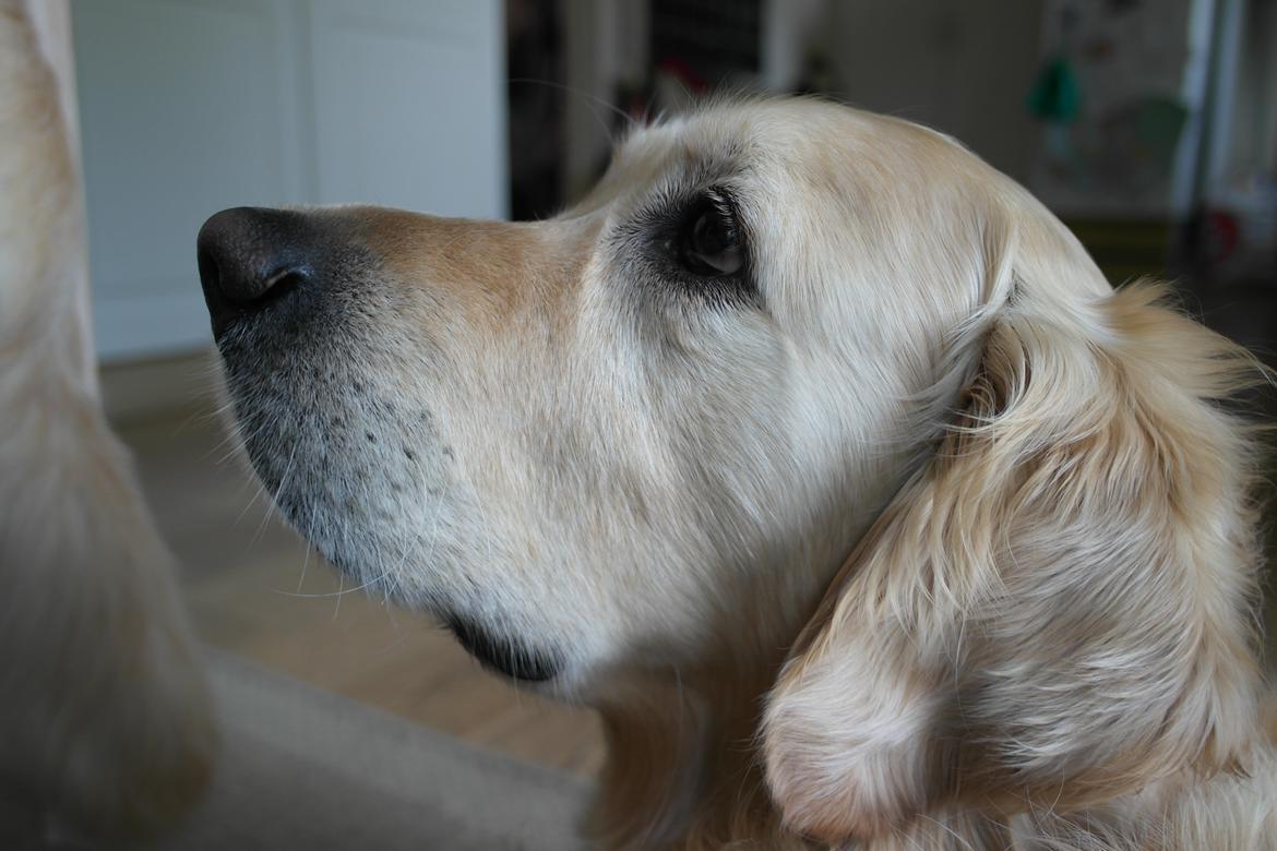 Golden retriever Benny billede 5
