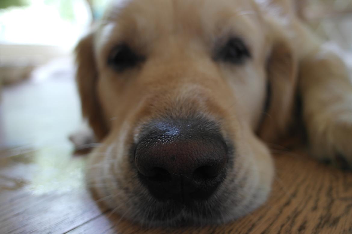 Golden retriever Benny billede 6